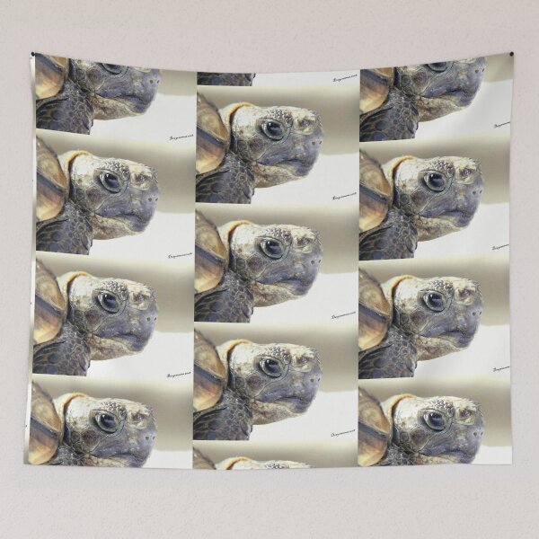 Item preview, TOTO 2 graeca greek turtle Morocco head close-up portrait animal reptile nature designed and sold by dragonemma.