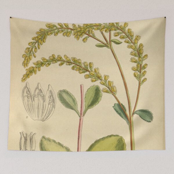 Item preview, Cotyledon oppositifolia 145 8822 designed and sold by EsotericBotanic.