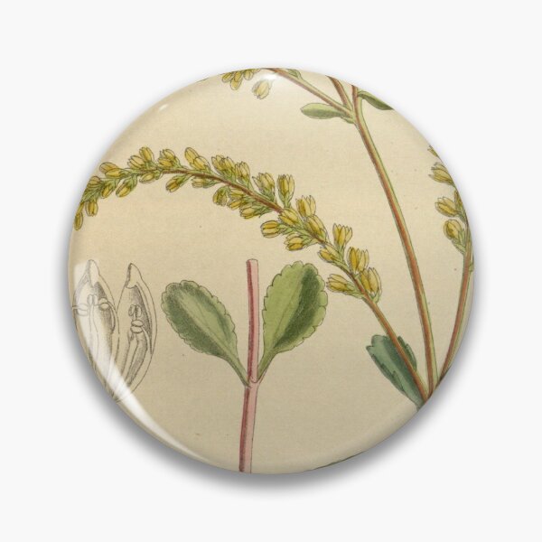 Item preview, Cotyledon oppositifolia 145 8822 designed and sold by EsotericBotanic.
