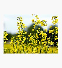 Rape Photographic Print