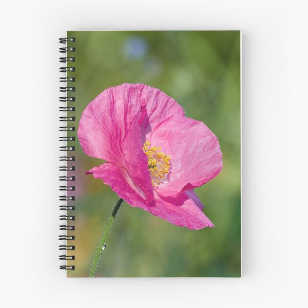 Item preview, Getting pink. Poppy number 1 designed and sold by Jouko Lehto Photography.