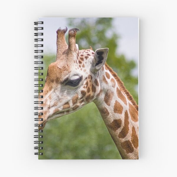 Item preview, Giraffe at Chester Zoo designed and sold by petewelsby.