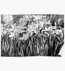 B&W Daffodils Poster