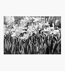B&W Daffodils Photographic Print