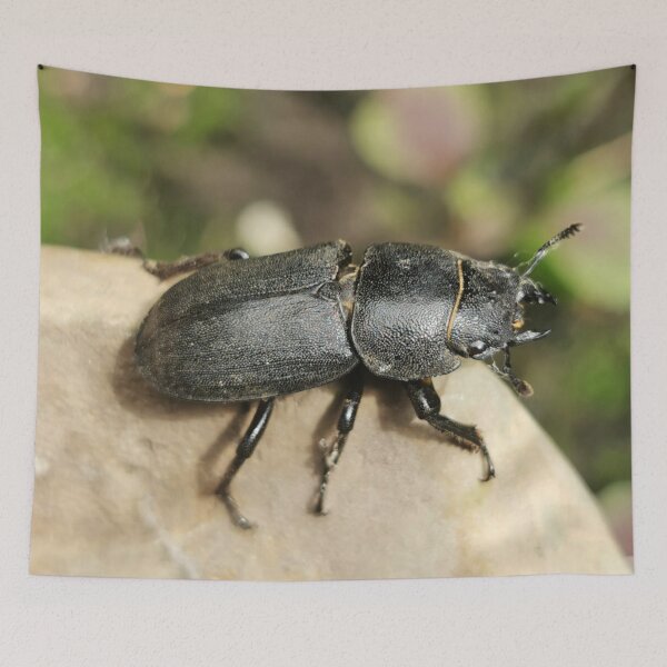 Artikelvorschau, Little Bug entworfen und verkauft von Linnys-Designs.