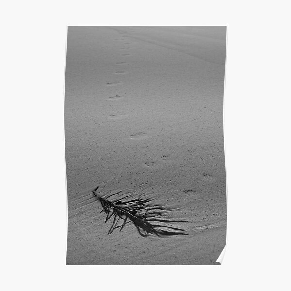 Paw Prints Poster