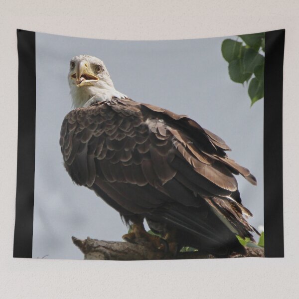 Item preview, Mama Bald Eagle designed and sold by Susie Kramer.
