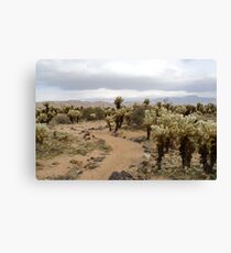Cactus footpath Canvas Print