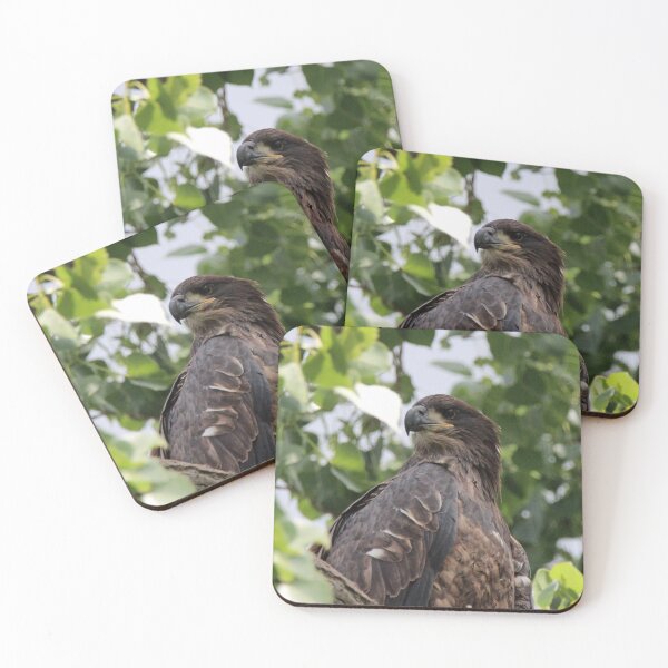 Item preview, Juvenile Bald Eagle in a Tree designed and sold by Susie Kramer.