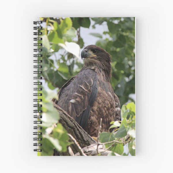 Item preview, Juvenile Bald Eagle in a Tree designed and sold by Susie Kramer.