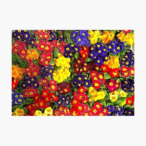Flowerfull. Photographic Print