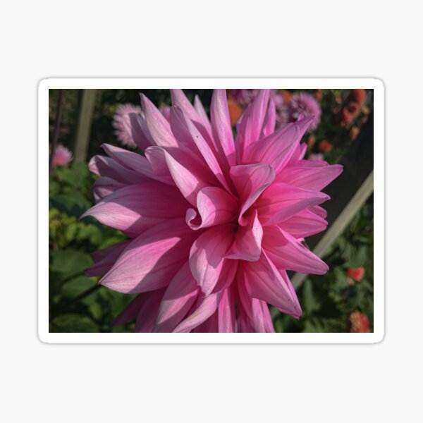 Item preview, Anemone Flowered Semi-Cactus Dahlia with Pink Petals 061 designed and sold by Bees-n-Flowers.