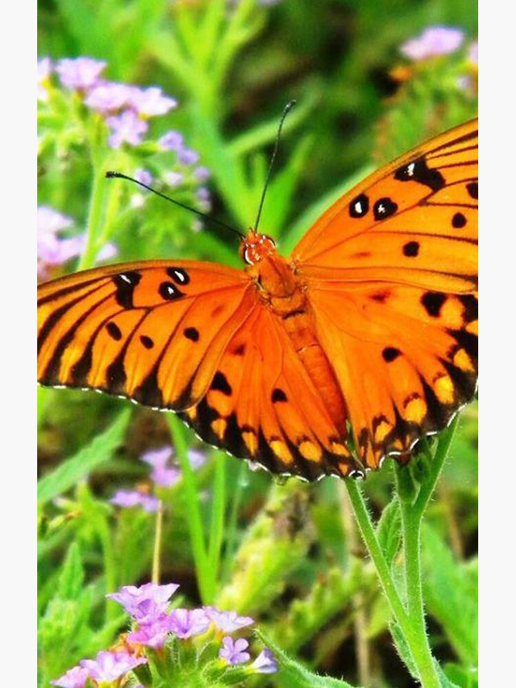 Orange Butterfly Windows From Heaven by windowsfromheav
