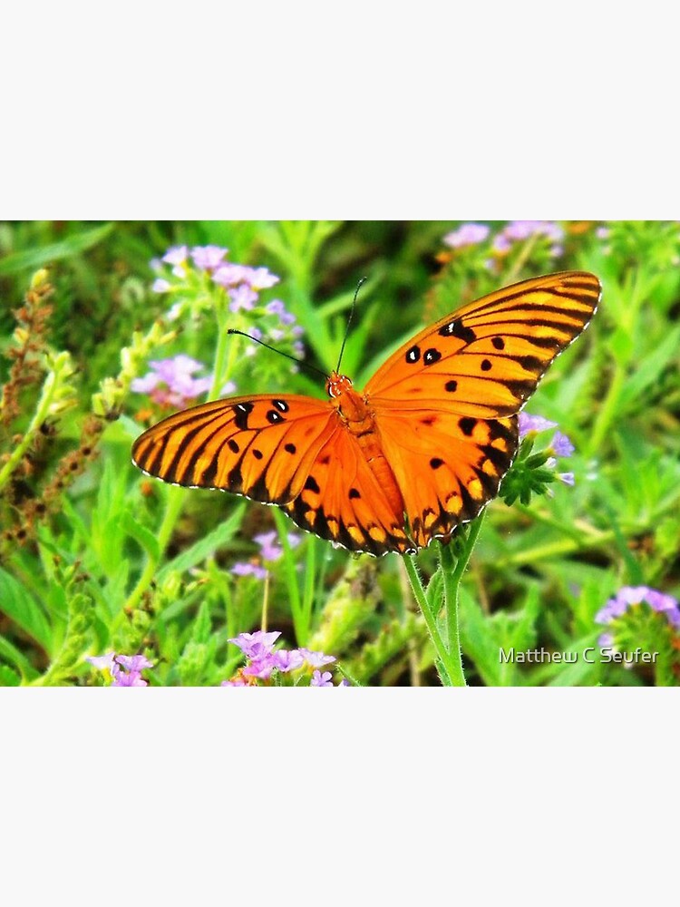 Orange Butterfly Windows From Heaven by windowsfromheav