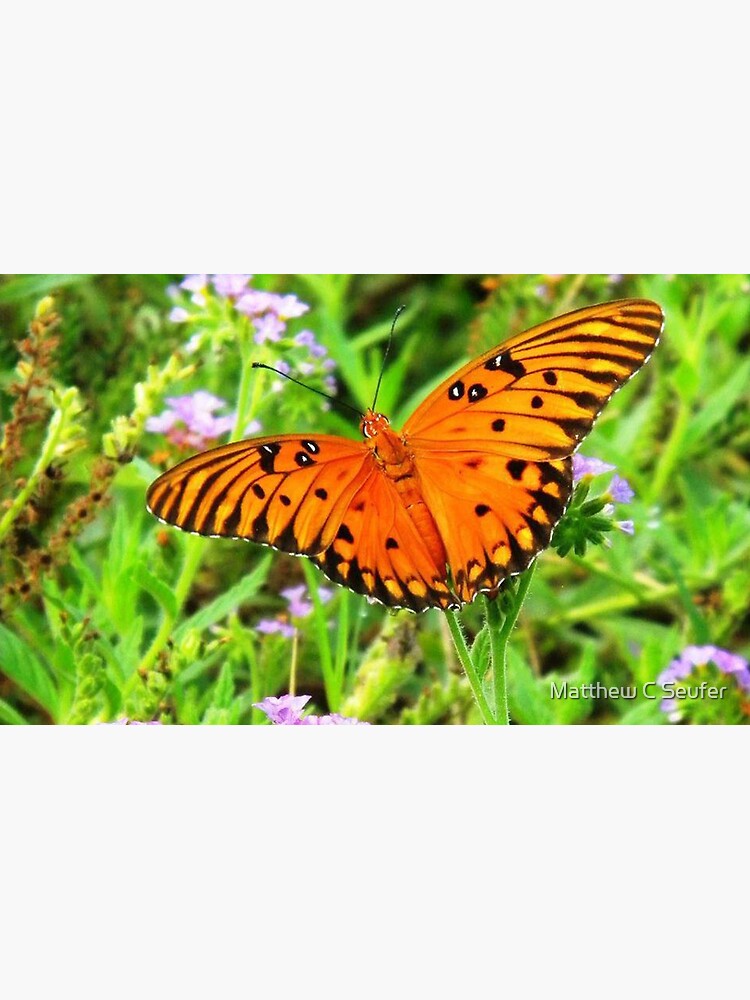 Orange Butterfly Windows From Heaven by windowsfromheav