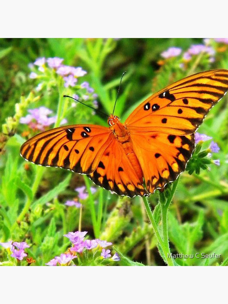 Orange Butterfly Windows From Heaven by windowsfromheav