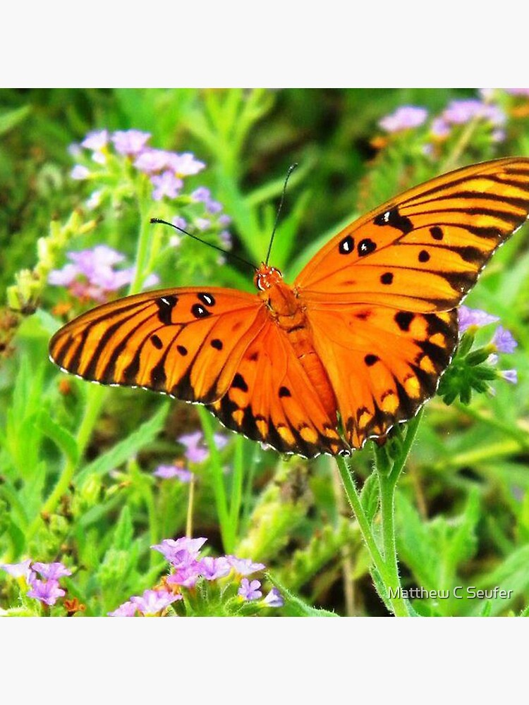 Orange Butterfly Windows From Heaven by windowsfromheav