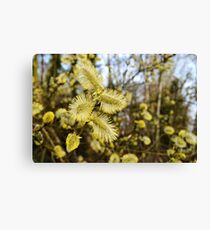 Willow Catkins Canvas Print