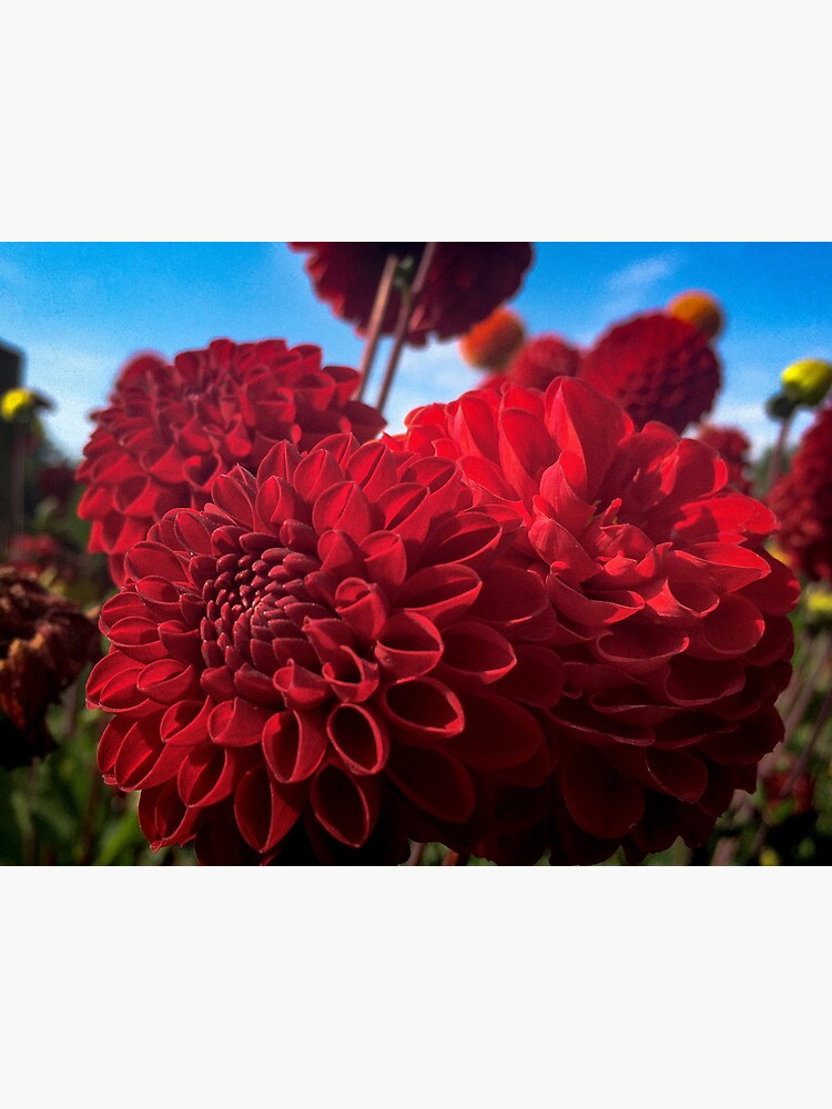 Red Ball Dahlias Tesselaar Blossoming in the Garden 063 Sticker