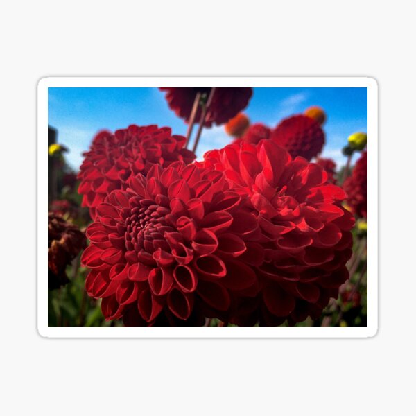 Item preview, Red Ball Dahlias Tesselaar Blossoming in the Garden 063 designed and sold by Bees-n-Flowers.