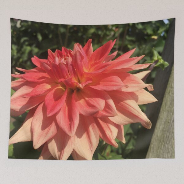 Item preview, Huge, Big and Beautiful Pinky Orange Dinnerplate Dahlia Flower 066 designed and sold by Bees-n-Flowers.