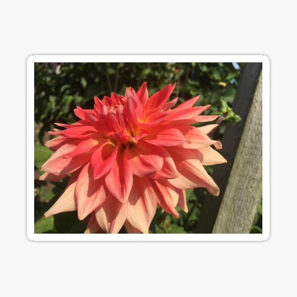 Item preview, Huge, Big and Beautiful Pinky Orange Dinnerplate Dahlia Flower 066 designed and sold by Bees-n-Flowers.