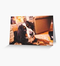 Sweet Bernese Mountain Dog Greeting Card