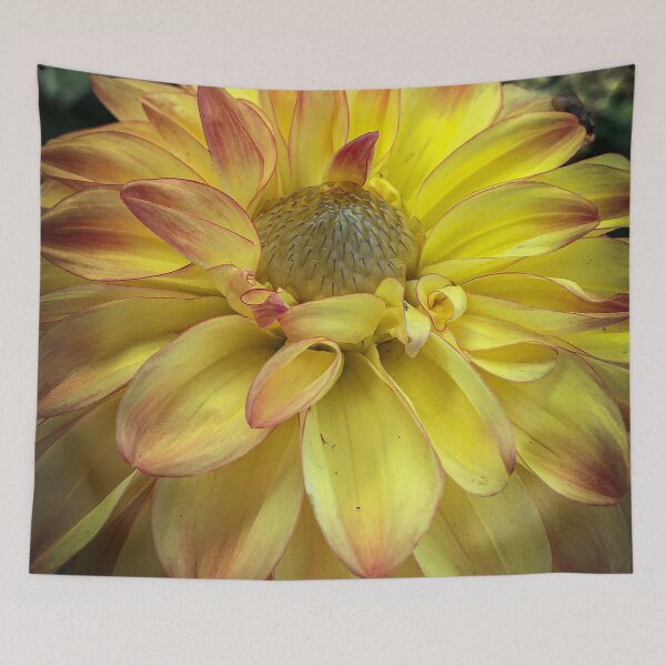 Aperçu de l'œuvre Développement de fleurs de dahlia avec pétales à pointe jaune et rouge 068 créée et vendue par Bees-n-Flowers.