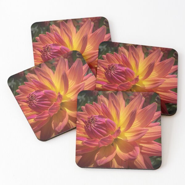Item preview, Bright Flaming pink going to a Golden Yellow Cactus-like Dahlia Flower 070 designed and sold by Bees-n-Flowers.