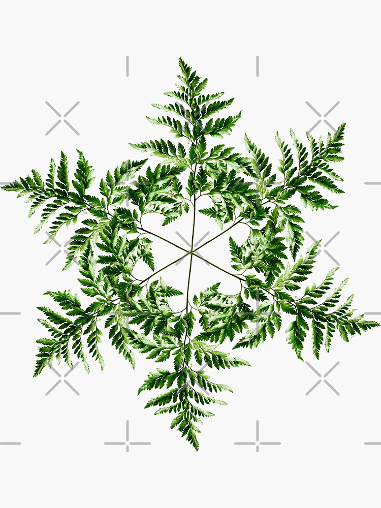 Botanical Star of David by planet-eye
