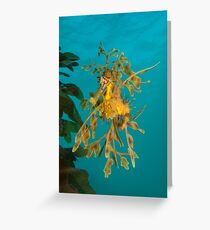 Leafy Seadragon. Greeting Card