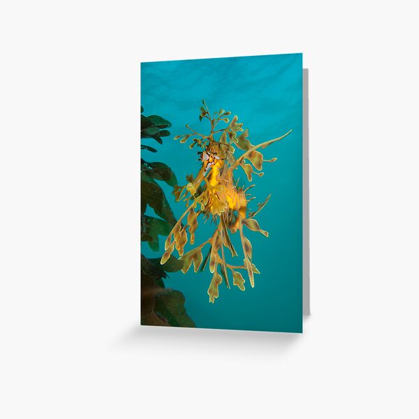 Leafy Seadragon. Greeting Card