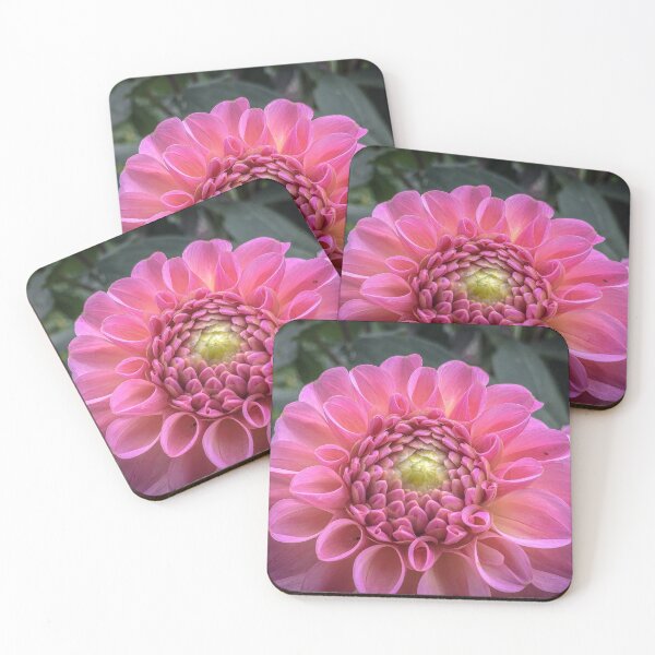 Item preview, Two Tone Pink and Yellow Decorative Dahlia Pompon Shape with Curled Petals. Pinkish Apricot 073 designed and sold by Bees-n-Flowers.