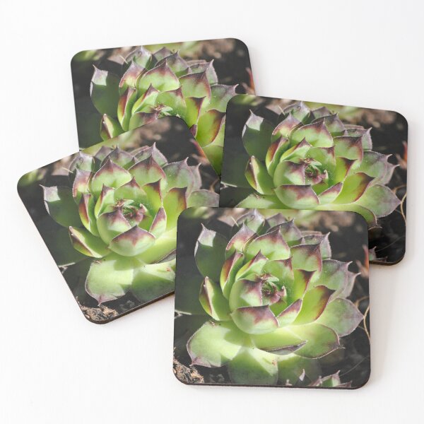Item preview, Hens and Chicks designed and sold by Tamara McDonnell.