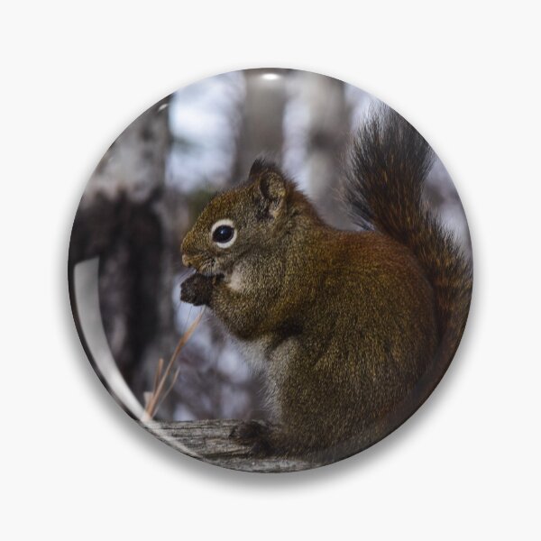 Item preview, Red Squirrel Snacking. designed and sold by CanadianWild418.