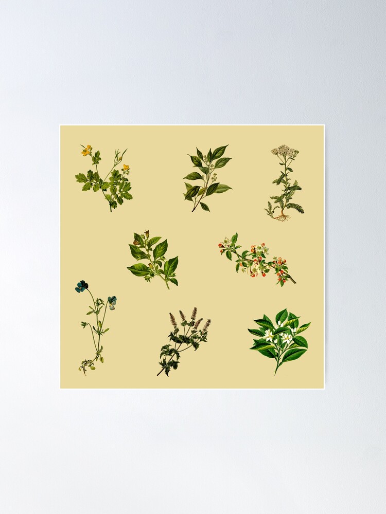 Vintage Botanical pack 4 | Sticker