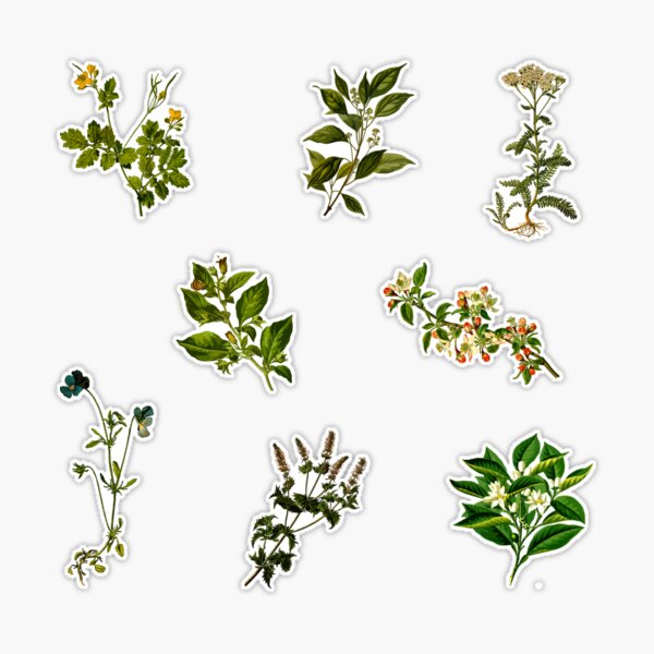 Vintage Botanical pack 4 | Sticker