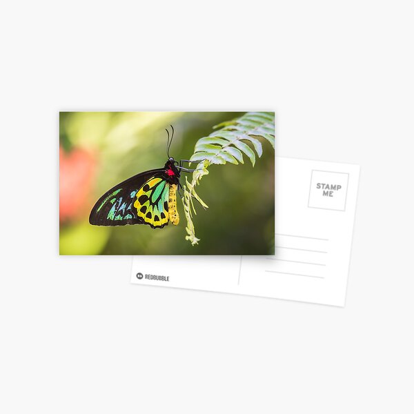 Cairns Birdwing Butterfly Perched On Fern Postcard