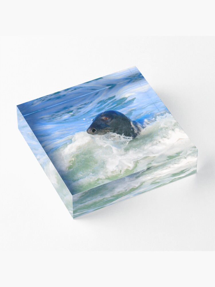 Alternate view of Grey Seal (Halichoerus grypus) Acrylic Block