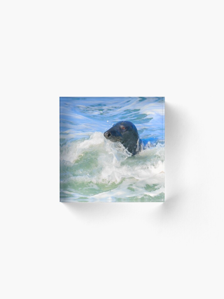 Alternate view of Grey Seal (Halichoerus grypus) Acrylic Block