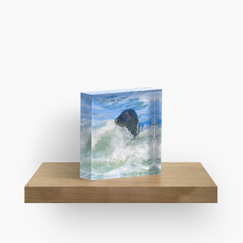 Grey Seal (Halichoerus grypus) Acrylic Block