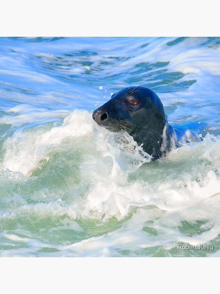 Grey Seal (Halichoerus grypus) by RobKellyPhoto