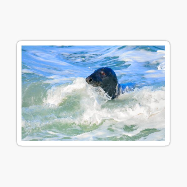Grey Seal (Halichoerus grypus) Sticker