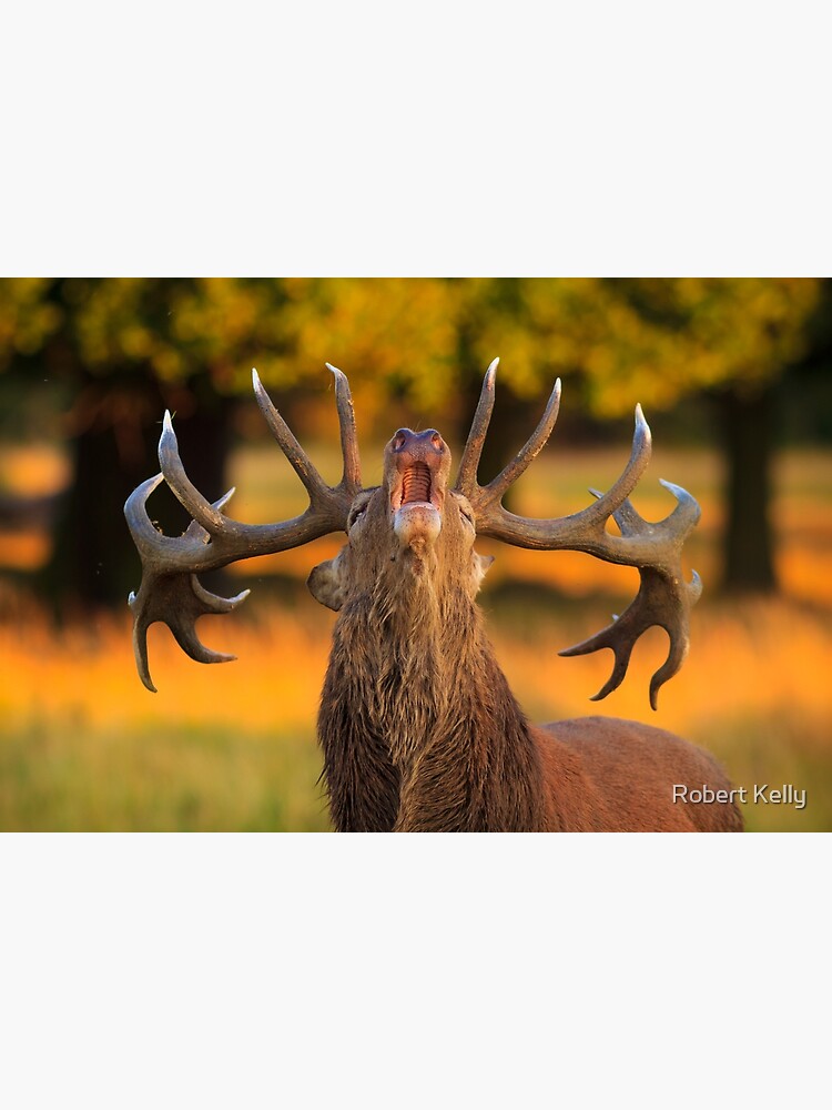 Red Deer Stag (Cervus elaphus) by RobKellyPhoto