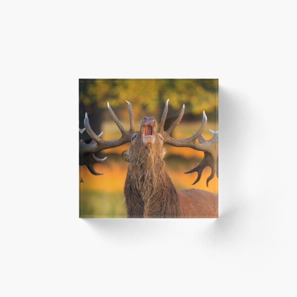 Red Deer Stag (Cervus elaphus) Acrylic Block