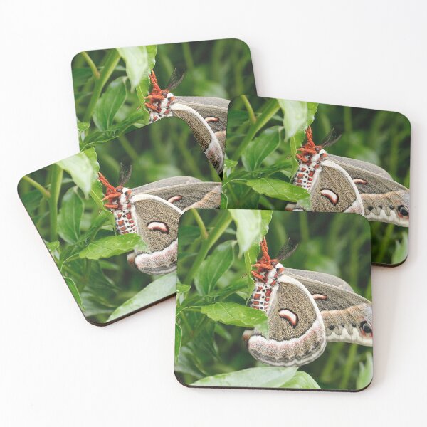 Item preview, Cecropia Moth designed and sold by BRENDA DOHERTY.
