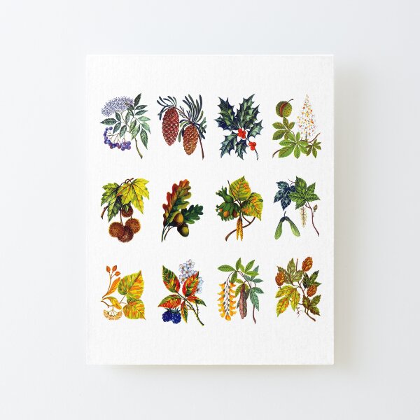 12 arbres : feuille, fleur et fruit Impression montée sur toile