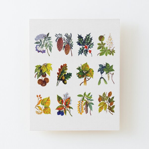 12 arbres : feuille, fleur et fruit Impression montée sur bois