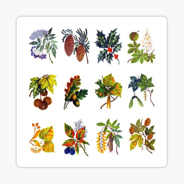 12 arbres : feuille, fleur et fruit Sticker