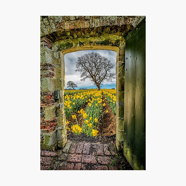 Field Of Yellow Daffodils Photographic Print
